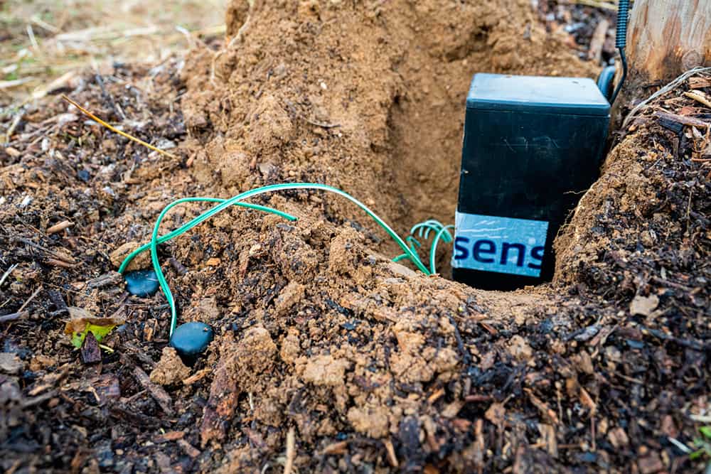 Photo illustration assurer pérennité des plantations