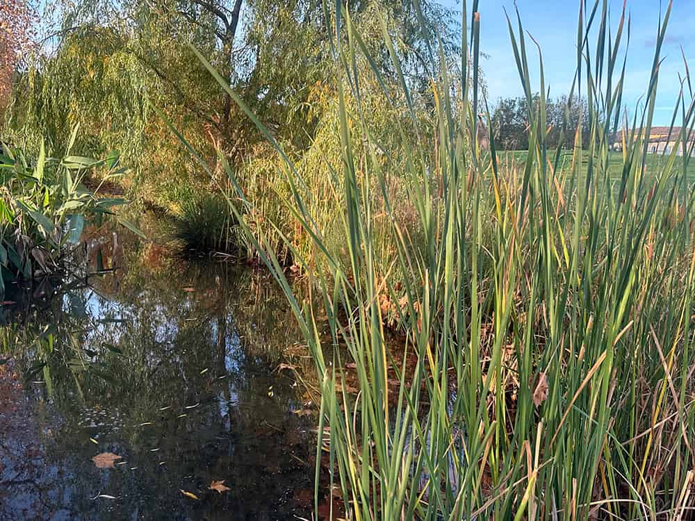 Photo écosystème urbain