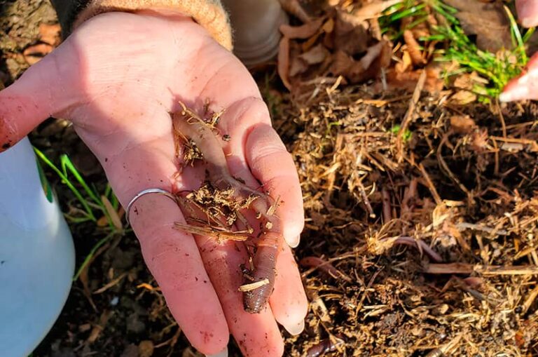 Photo illustration expertise agronomique, main avec terre et vers de terre