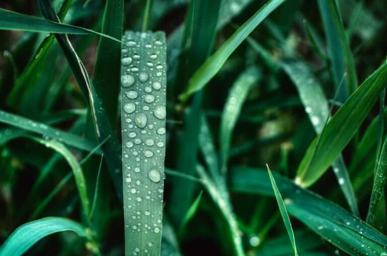 photo de gouttes d'eau sur des feuilles
