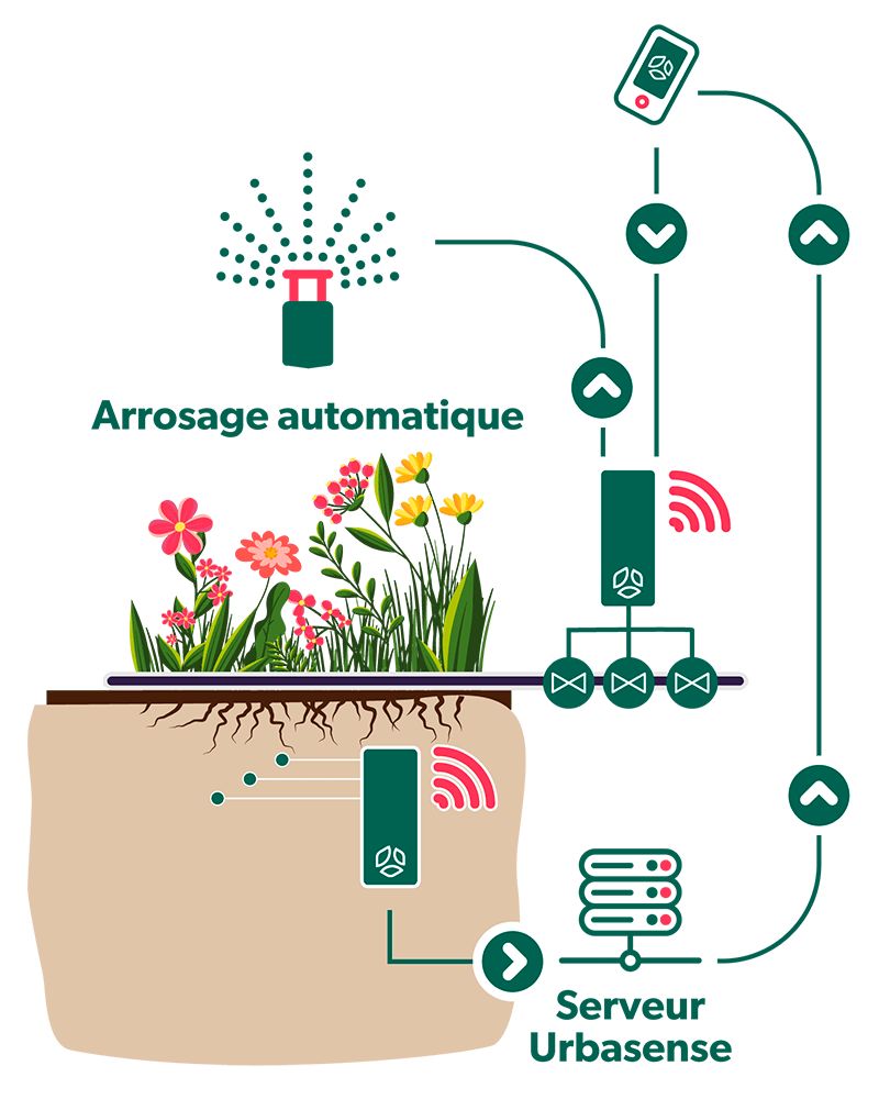 Schéma de plantation