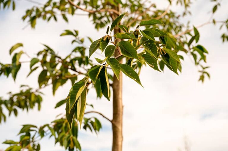 Photo reprise jeunes arbres