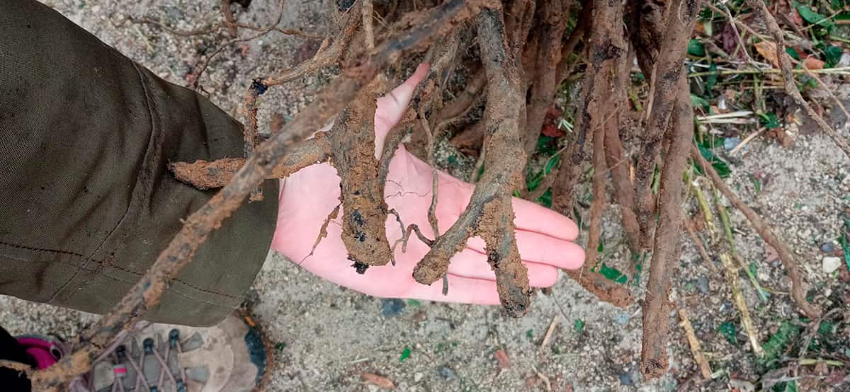 Photo de racines d'un arbre