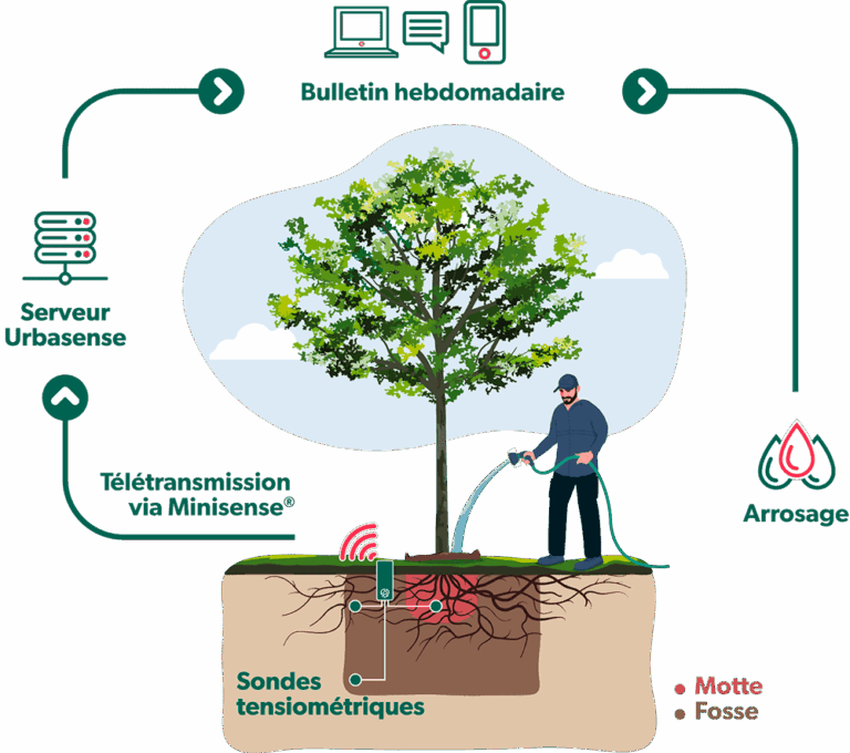 Schéma suivi irrigation arbre