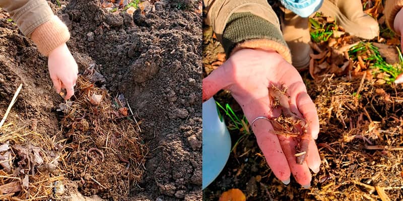 Vers anéciques utilisés pour la régénération des sols urbains